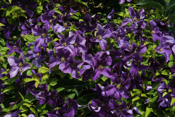 Polish Spirits Clematis